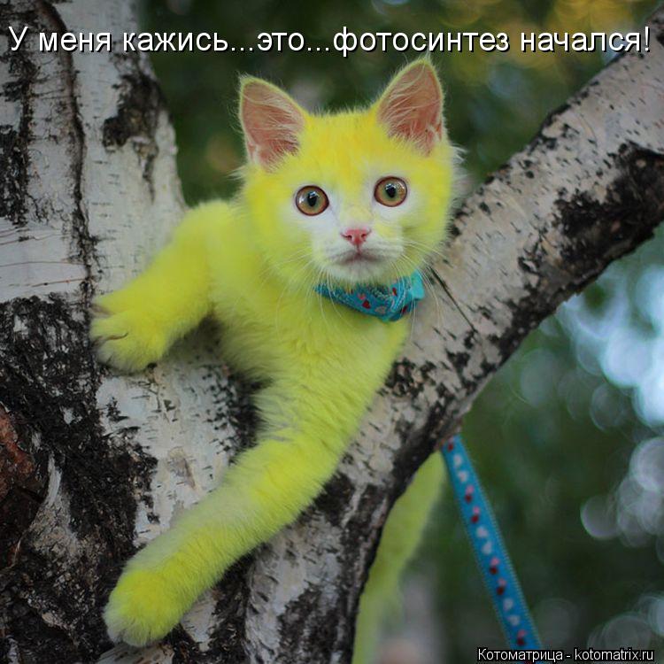 У меня кажись...это...фотосинтез начался!... Котоматрица: У меня кажись...это...фотосинтез начался!