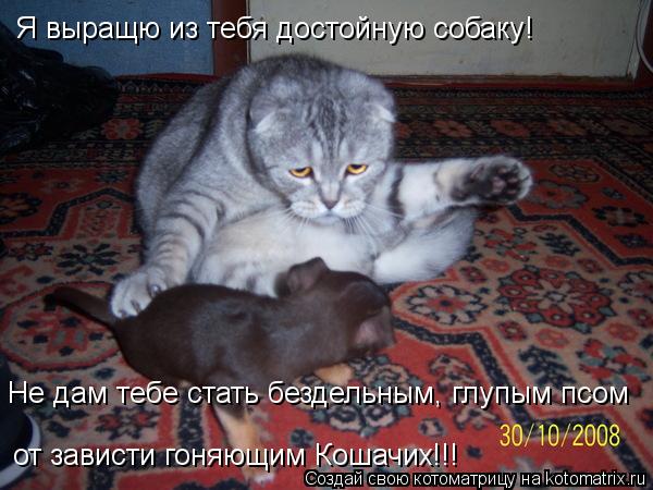 Я выращю из тебя достойную собаку! Не дам тебе стать бездельным, глупым псом от зависти гоняющим Кош... Котоматрица: Я выращю из тебя достойную собаку! Не дам тебе стать бездельным, глупым псом от зависти гоняющим Кошачих!!!