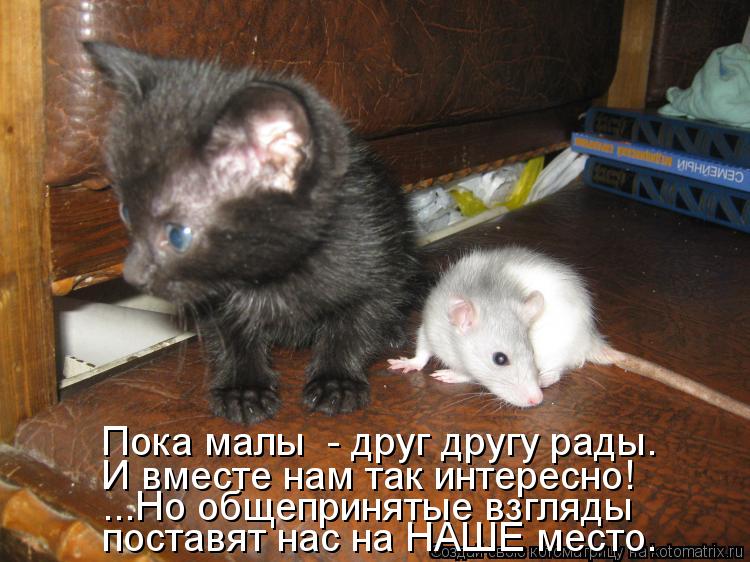 Котоматрица: Пока малы  - друг другу рады. поставят нас на НАШЕ место. ...Но общепринятые взгляды И вместе нам так интересно!