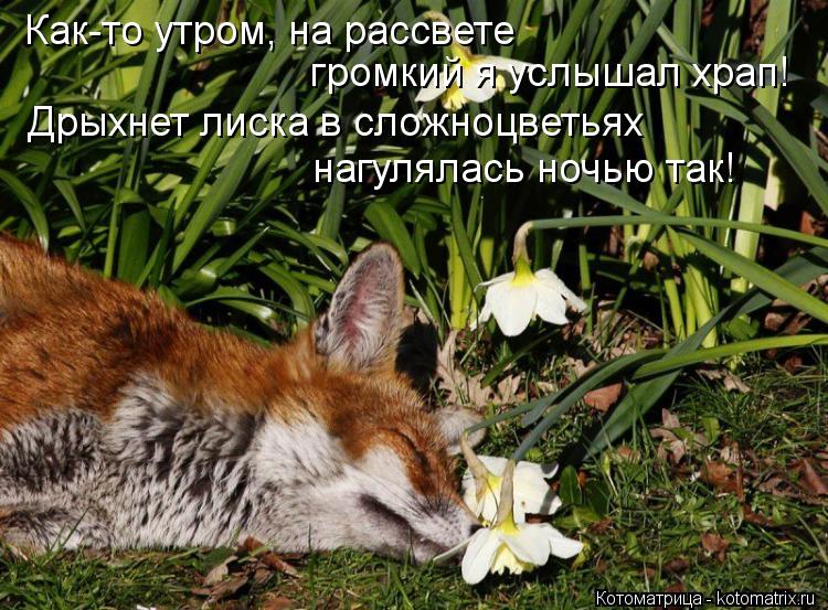 Как-то утром, на рассвете громкий я услышал храп! Дрыхнет лиска в сложноцветьях нагулялась ночью так... Котоматрица: Как-то утром, на рассвете громкий я услышал храп! Дрыхнет лиска в сложноцветьях нагулялась ночью так!