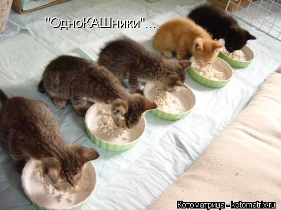 Котоматрица: "ОдноКАШники"...