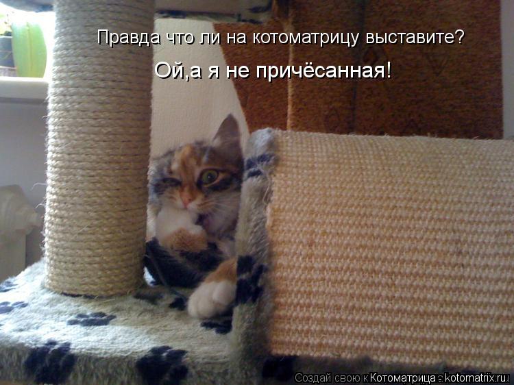 Правда что ли на котоматрицу выставите? Ой,а я не причёсанная!... Котоматрица: Правда что ли на котоматрицу выставите? Ой,а я не причёсанная!