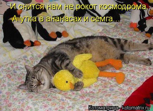 И снится нам не рокот космодрома, А утка в ананасах и семга...... Котоматрица: И снится нам не рокот космодрома, А утка в ананасах и семга...