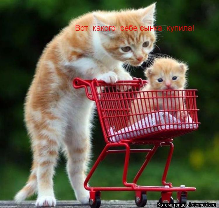 Вот какого себе сынка купила!... Котоматрица: Вот какого себе сынка купила!