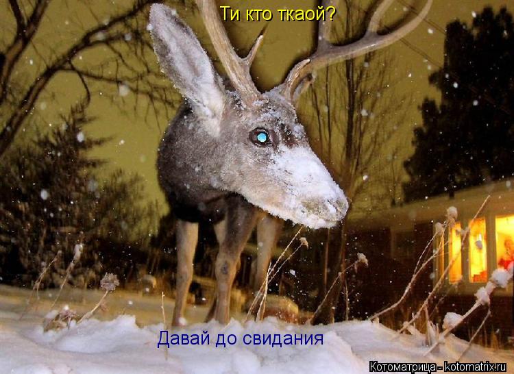 Котоматрица: Ти кто ткаой? Давай до свидания