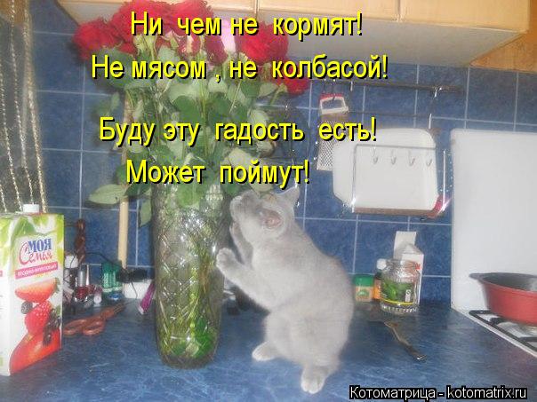 Ни чем не кормят! Не мясом , не колбасой! Буду эту гадость есть! Может поймут!... Котоматрица: Ни чем не кормят! Не мясом , не колбасой! Буду эту гадость есть! Может поймут!
