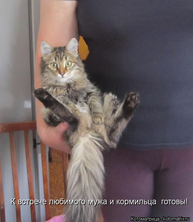 Котоматрица: К встрече любимого мужа и кормильца  готовы!