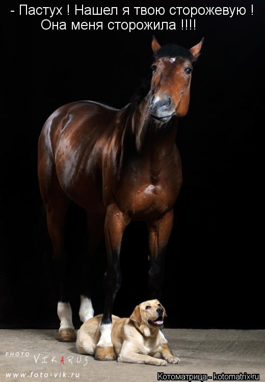 Котоматрица: - Пастух ! Нашел я твою сторожевую ! Она меня сторожила !!!!