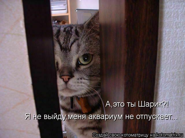 Котоматрица: А,это ты Шарик?! Я не выйду,меня аквариум не отпускает...