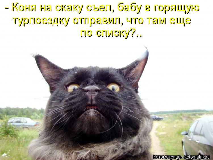 Котоматрица: - Коня на скаку съел, бабу в горящую турпоездку отправил, что там еще по списку?..