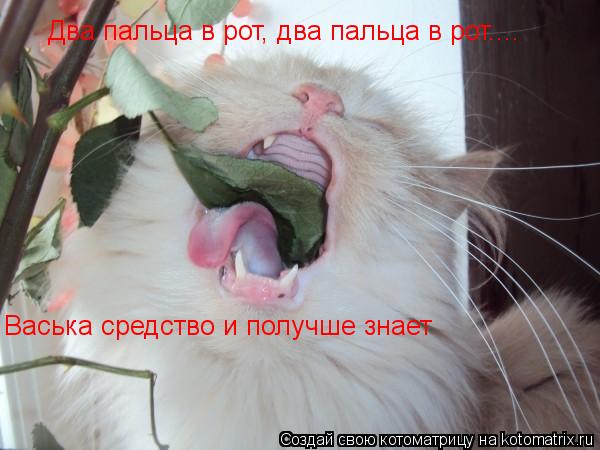 Котоматрица: Два пальца в рот, два пальца в рот.... Васька средство и получше знает