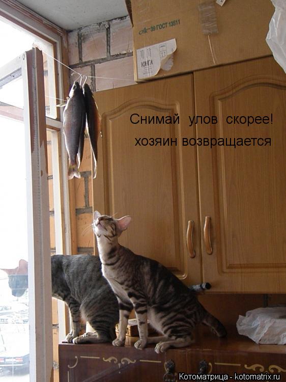 хозяин возвращается Снимай улов скорее!... Котоматрица: хозяин возвращается Снимай улов скорее!