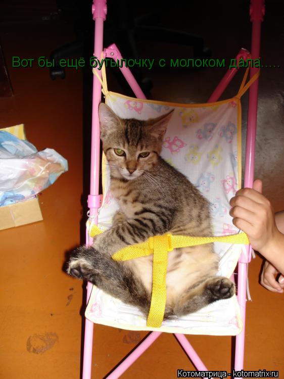 Котоматрица: Вот бы ещё бутылочку с молоком дала.....