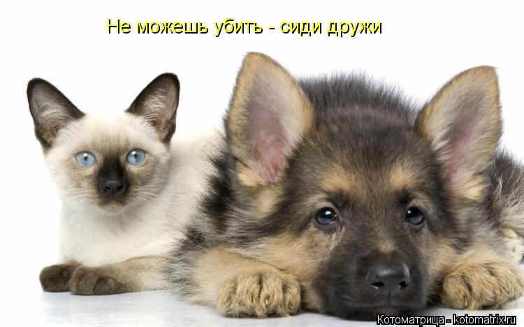 Котоматрица: Не можешь убить - сиди дружи
