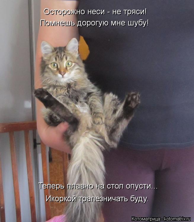 Осторожно неси - не тряси! Помнешь дорогую мне шубу! Икоркой трапезничать буду. Теперь плавно на стол... Котоматрица: Осторожно неси - не тряси! Помнешь дорогую мне шубу! Икоркой трапезничать буду. Теперь плавно на стол опусти...