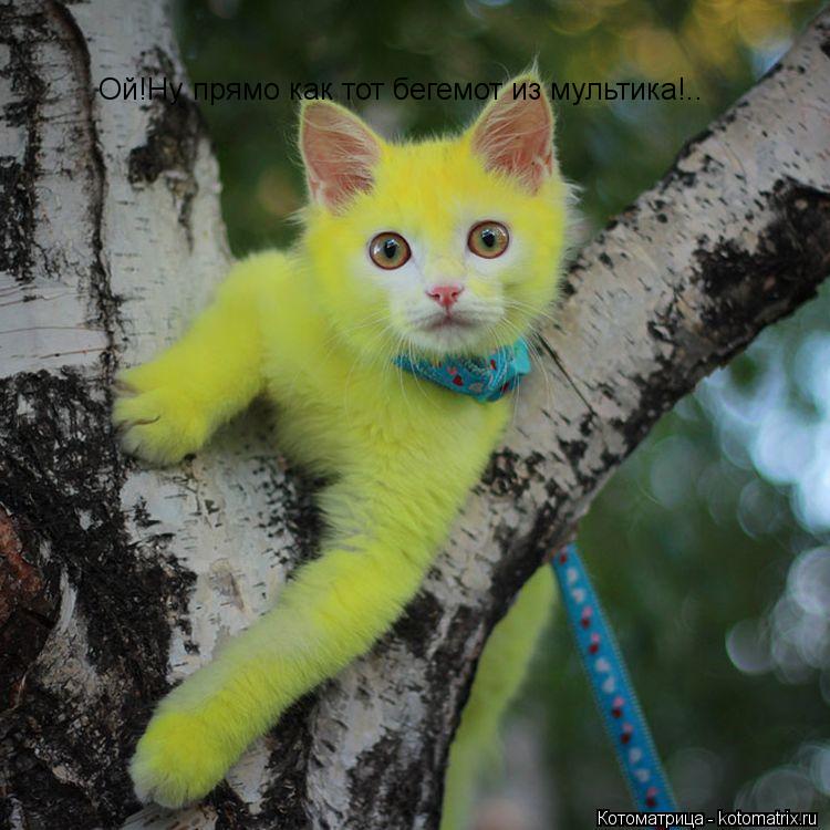 Ой!Ну прямо как тот бегемот из мультика!..... Котоматрица: Ой!Ну прямо как тот бегемот из мультика!..