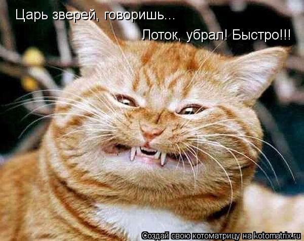 Царь зверей, говоришь... Лоток, убрал! Быстро!!!... Котоматрица: Царь зверей, говоришь... Лоток, убрал! Быстро!!!