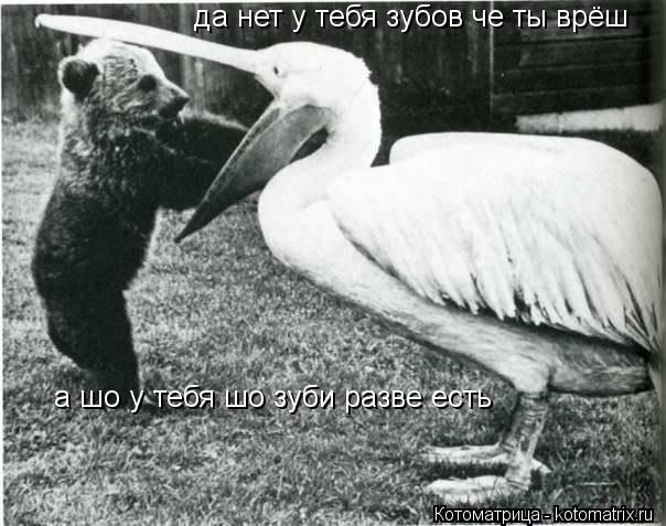 Котоматрица: да нет у тебя зубов че ты врёш да нет у тебя зубов че ты врё а шо у тебя шо зуби разве есть