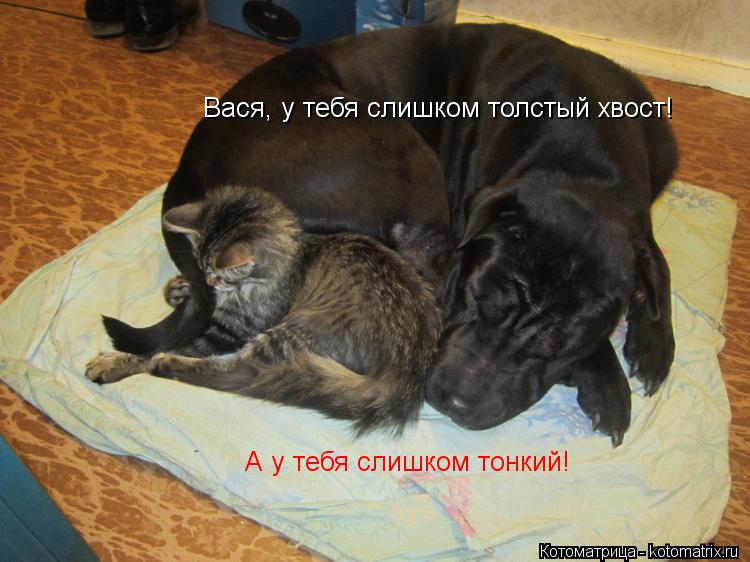Котоматрица: Вася, у тебя слишком толстый хвост! А у тебя слишком тонкий!