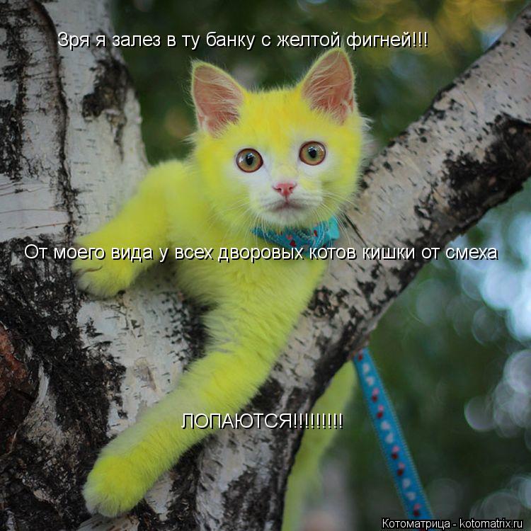 Котоматрица: Зря я залез в ту банку с желтой фигней!!! От моего вида у всех дворовых котов кишки от смеха ЛОПАЮТСЯ!!!!!!!!!