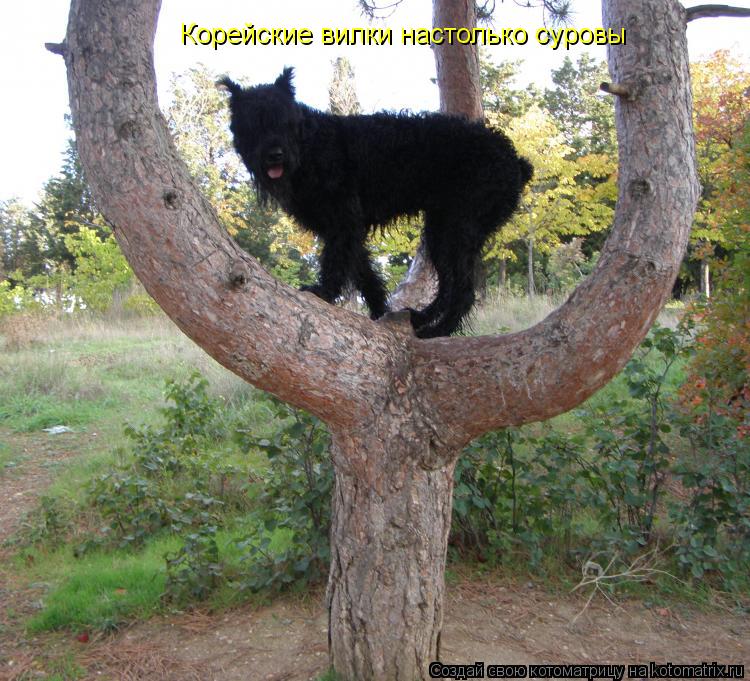 Котоматрица: Корейские вилки настолько суровы