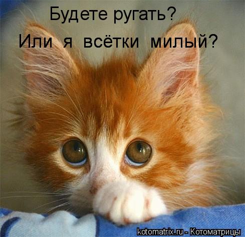 Будете ругать? Или я всётки милый? Или я всётки милый?... Котоматрица: Будете ругать? Или я всётки милый? Или я всётки милый?
