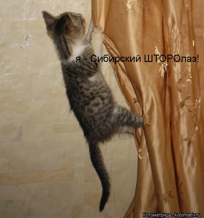 Котоматрица: я - Сибирский ШТОРОлаз!