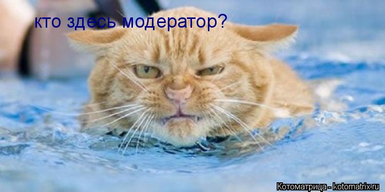 кто здесь модератор?... Котоматрица: кто здесь модератор?