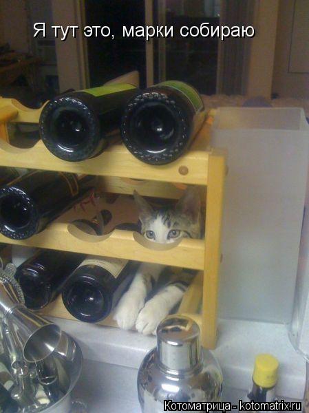 Я тут это, марки собираю... Котоматрица: Я тут это, марки собираю