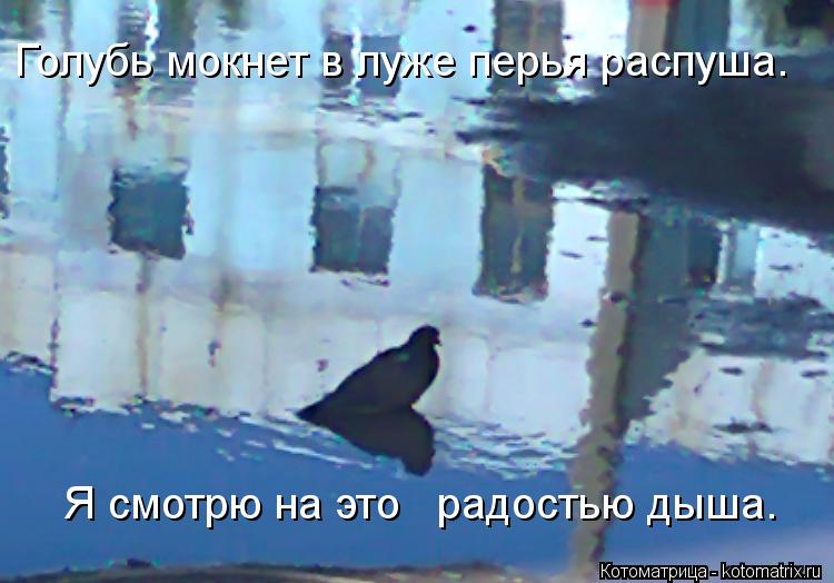Котоматрица: Голубь мокнет в луже перья распуша.    Я смотрю на это   радостью дыша.