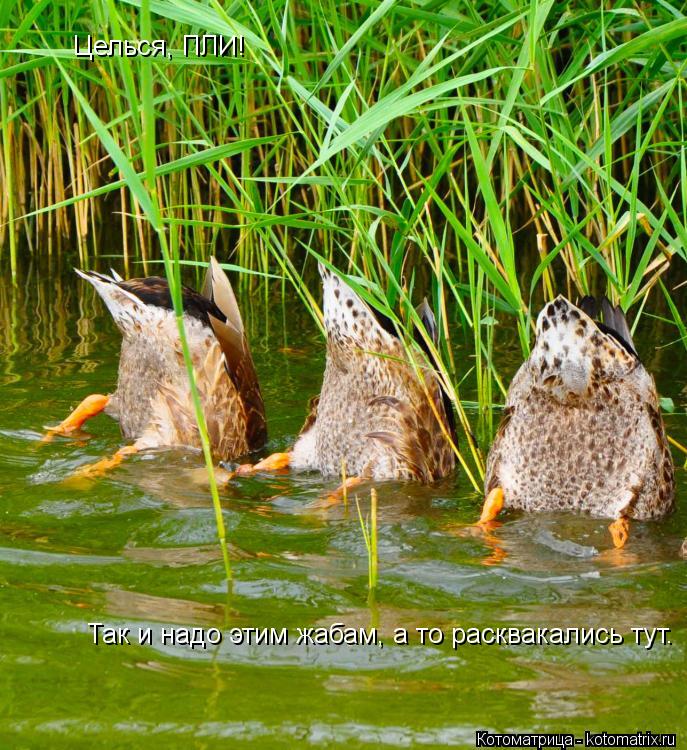 Целься, ПЛИ! Так и надо этим жабам, а то расквакались тут.... Котоматрица: Целься, ПЛИ! Так и надо этим жабам, а то расквакались тут.