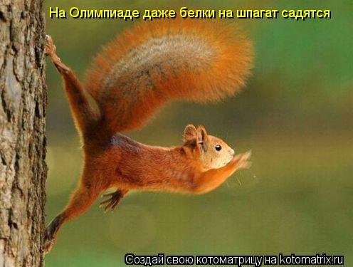 На Олимпиаде даже белки на шпагат садятся... Котоматрица: На Олимпиаде даже белки на шпагат садятся