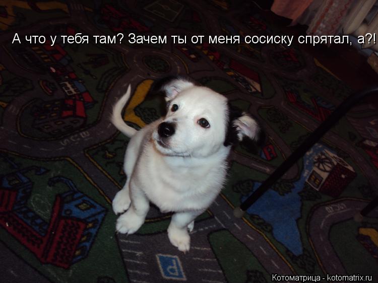 А что у тебя там? Зачем ты от меня сосиску спрятал, а?!... Котоматрица: А что у тебя там? Зачем ты от меня сосиску спрятал, а?!