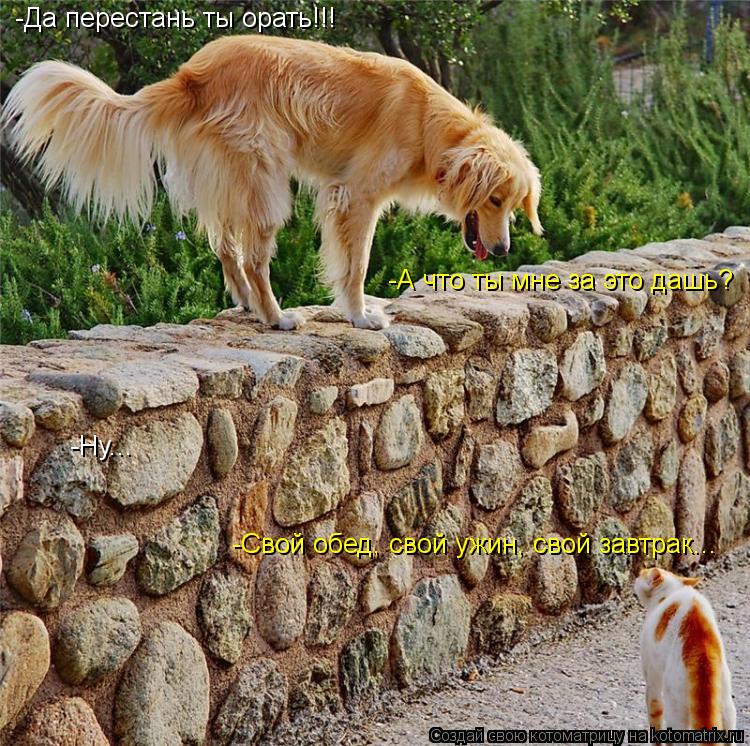 Котоматрица: -Да перестань ты орать!!!  -А что ты мне за это дашь?  -Ну... -Свой обед, свой ужин, свой завтрак...