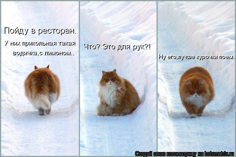 Котоматрица: Пойду в ресторан. У них прикольная такая водичка,с лимоном.. Что? Это для рук?! Ну его,лучше курочки поем.