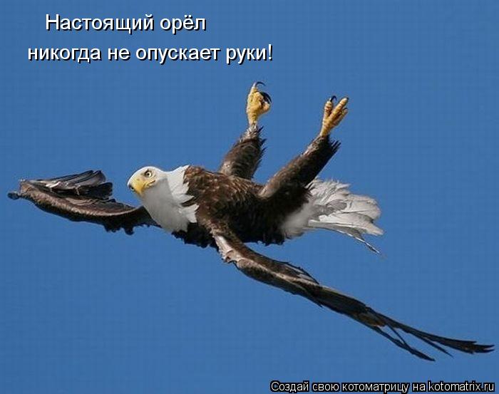 Настоящий орёл никогда не опускает руки!... Котоматрица: Настоящий орёл никогда не опускает руки!