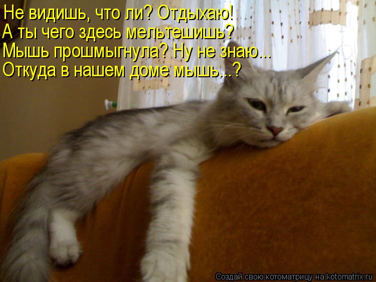 Котоматрица: Не видишь, что ли? Отдыхаю! А ты чего здесь мельтешишь? Мышь прошмыгнула? Ну не знаю... Откуда в нашем доме мышь...?