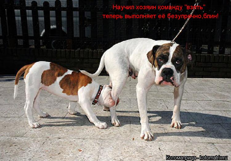 Котоматрица: Научил хозяин команду "взять" теперь выполняет её безупречно,блин!