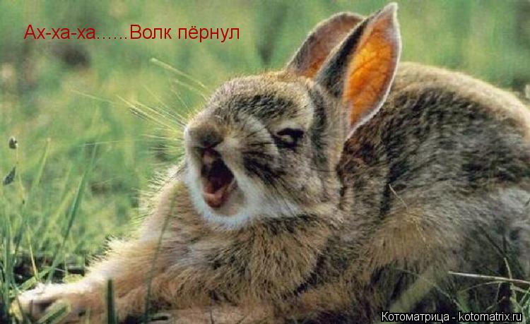 Котоматрица: Ах-ха-ха..... .Волк пёрнул