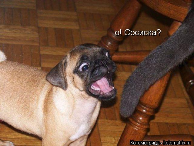о! Сосиска?... Котоматрица: о! Сосиска?