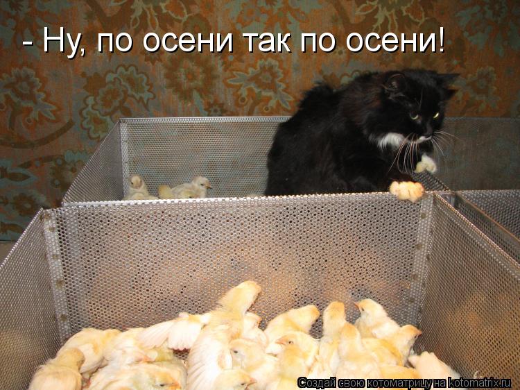 Котоматрица: - Ну, по осени так по осени!