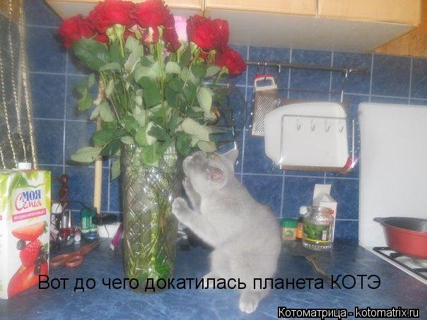 Котоматрица: Вот до чего докатилась планета КОТЭ