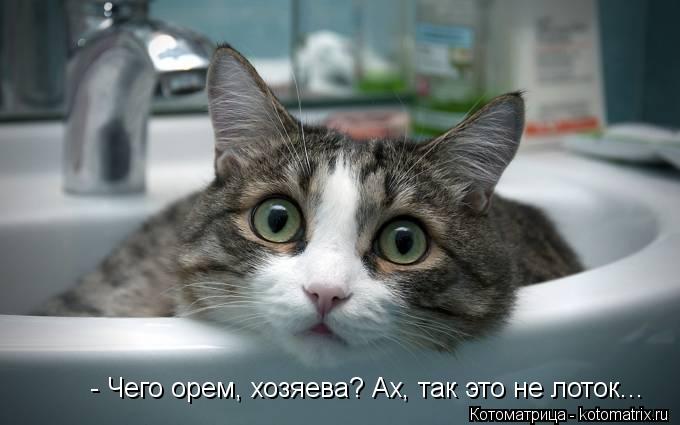 Котоматрица: - Чего орем, хозяева? Ах, так это не лоток...