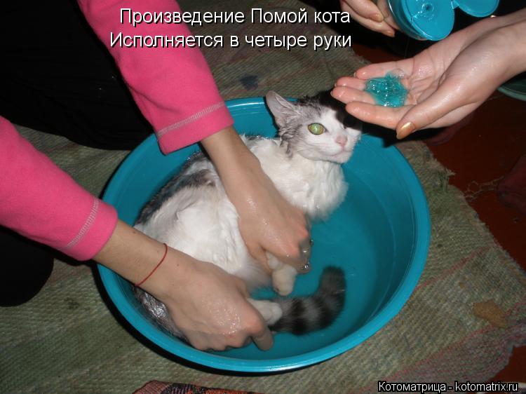 Произведение Помой кота Исполняется в четыре руки... Котоматрица: Произведение Помой кота Исполняется в четыре руки
