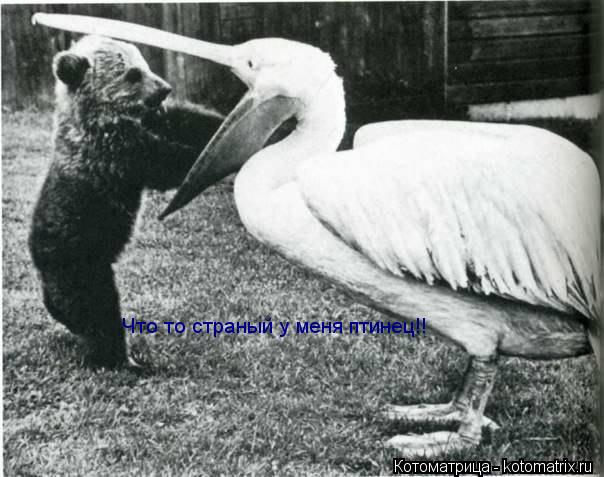 Котоматрица: Что то страный у меня птинец!!