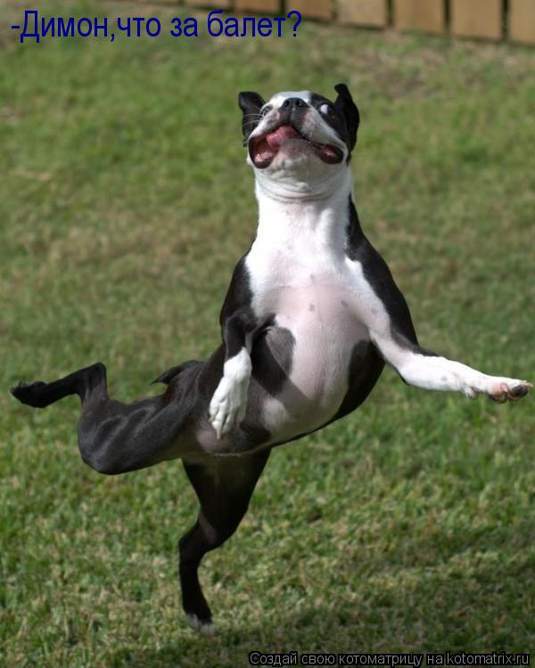 -Димон,что за балет?... Котоматрица: -Димон,что за балет?