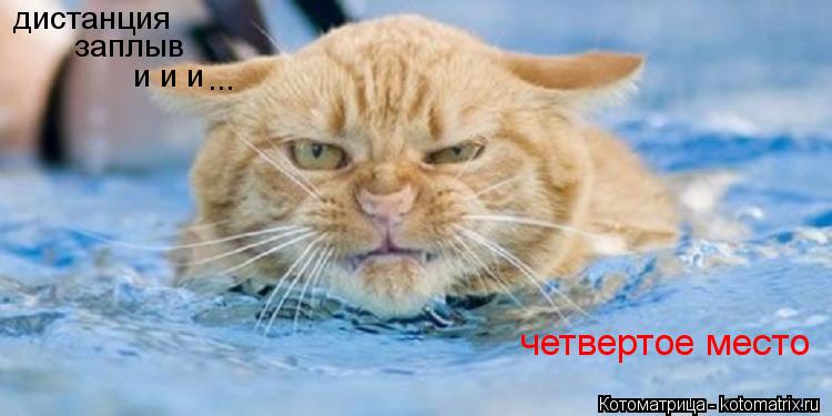 Котоматрица: дистанция заплыв и и и  ... четвертое место