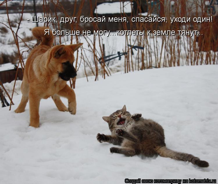 Котоматрица: - Шарик, друг, бросай меня, спасайся, уходи один! Я больше не могу...котлеты к земле тянут...