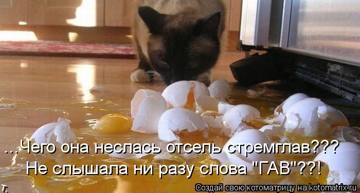 Котоматрица: ...Чего она неслась отсель стремглав??? Не слышала ни разу слова "ГАВ"??!