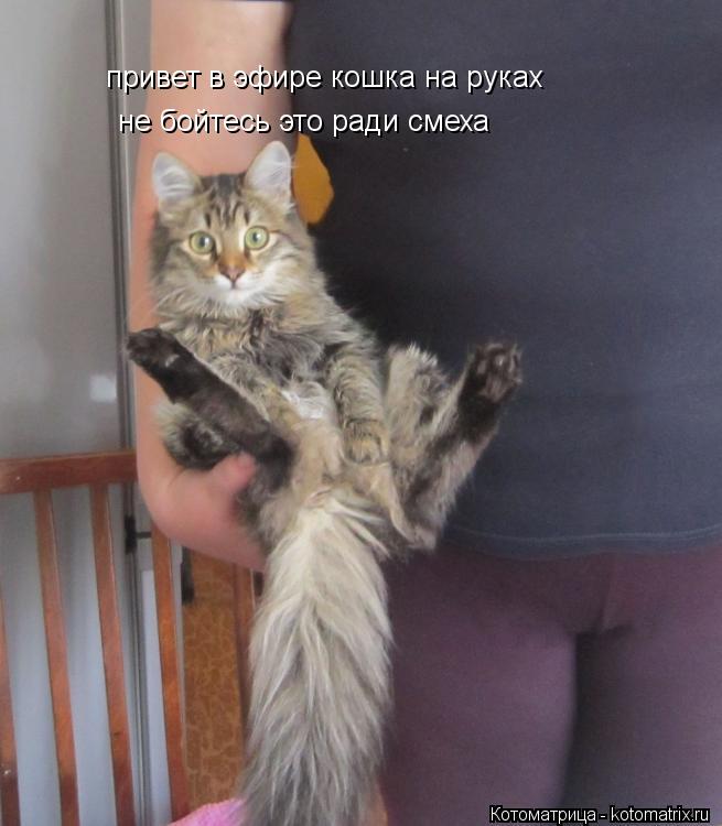 Котоматрица: привет в эфире кошка на руках не бойтесь это ради смеха